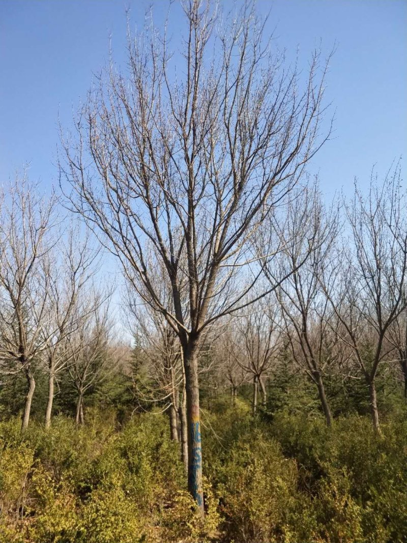 辽宁开原圃地元宝枫一级树二级树三级树繁育基地