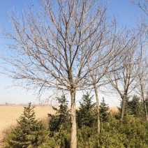 辽宁开原圃地元宝枫一级树二级树三级树繁育基地