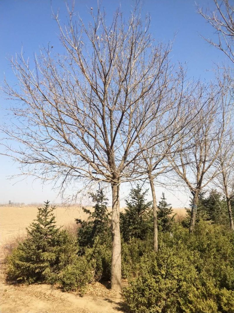 辽宁开原圃地元宝枫一级树二级树三级树繁育基地