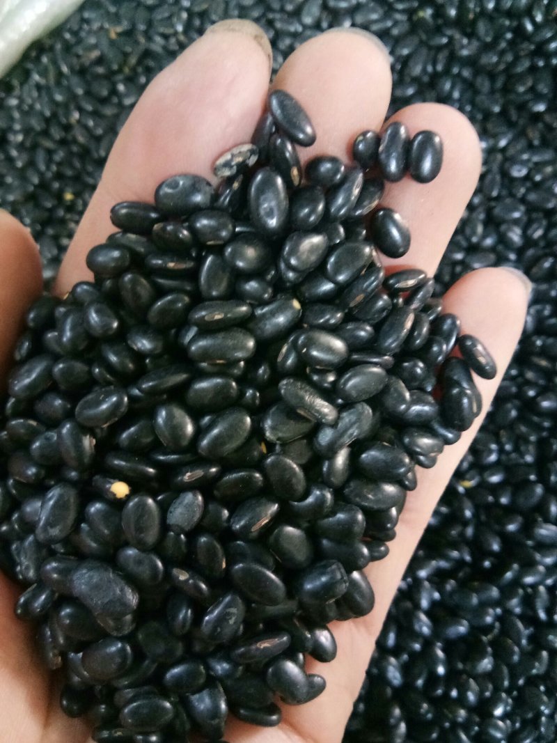 黑豆（黄心~绿心）无硫熏规格齐全药食两用