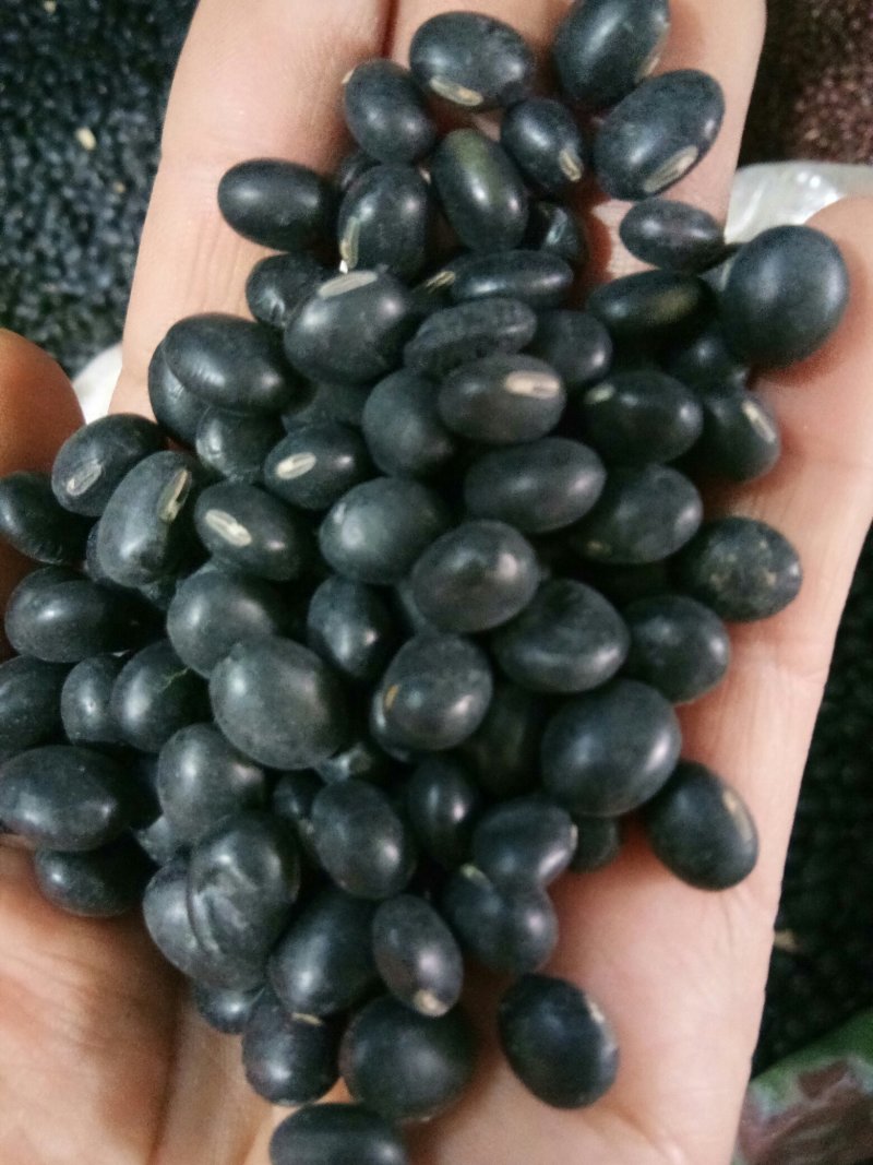 黑豆（黄心~绿心）无硫熏规格齐全药食两用