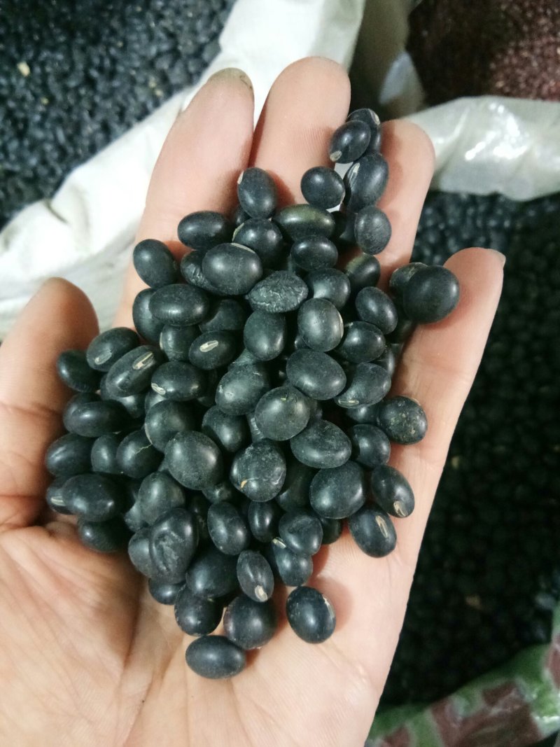 黑豆（黄心~绿心）无硫熏规格齐全药食两用