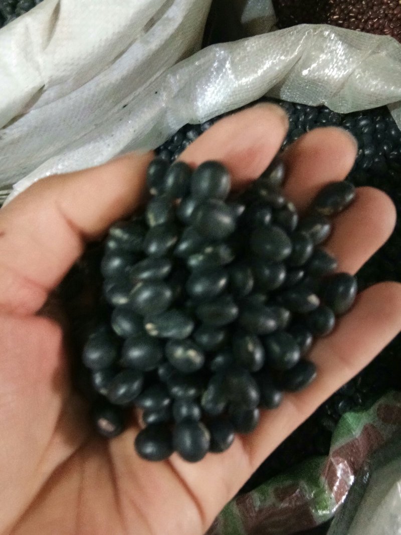 黑豆（黄心~绿心）无硫熏规格齐全药食两用