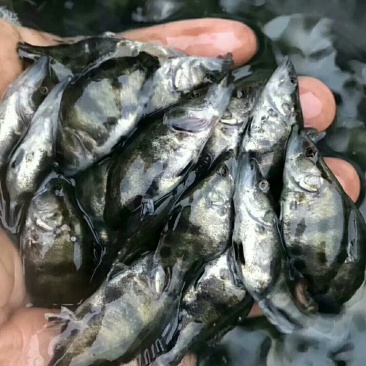 桂鱼苗56公分左右大量出售，