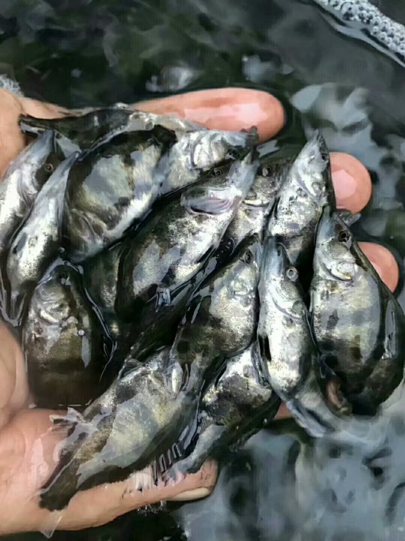 桂鱼苗56公分左右大量出售，