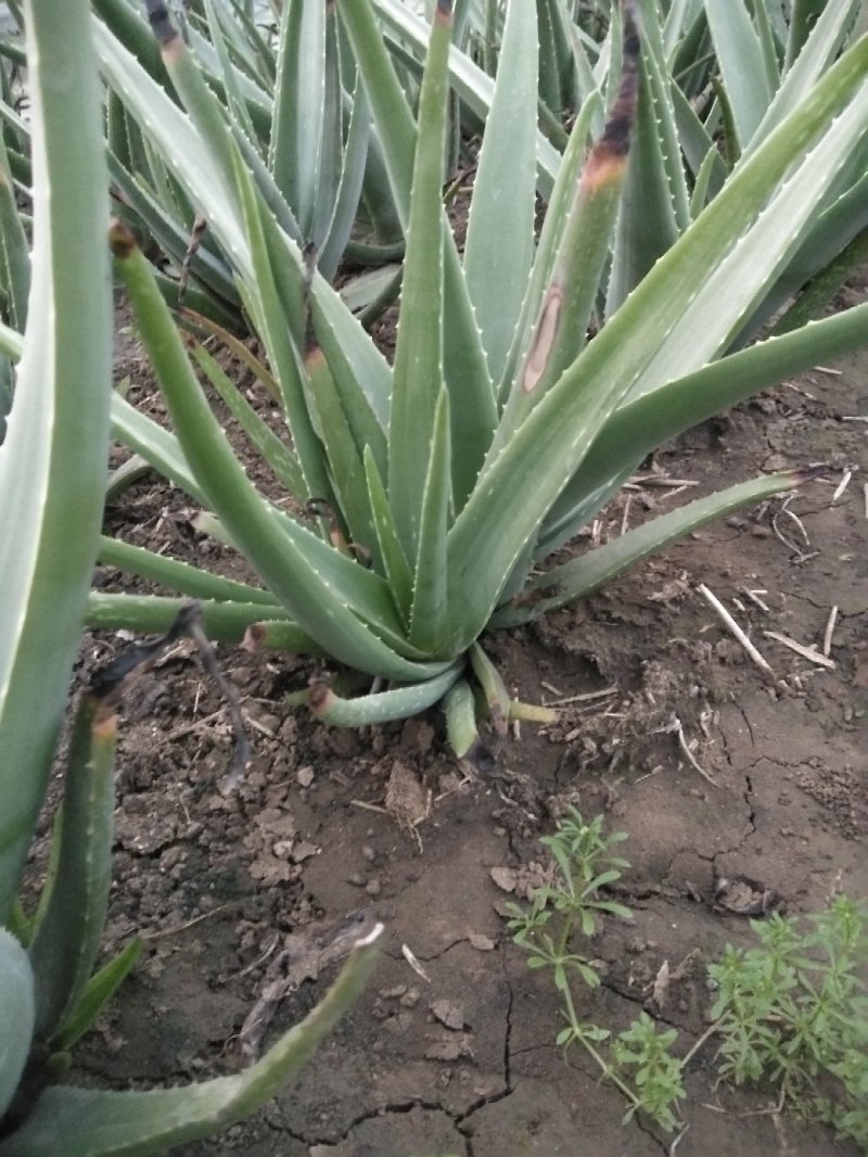 芦荟苗