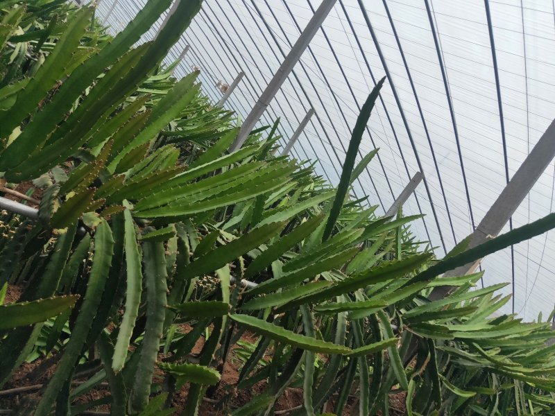 红心火龙果苗