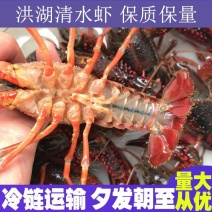 湖北洪湖小龙虾养殖基地直供鲜活小龙虾，品质保证，品种齐全