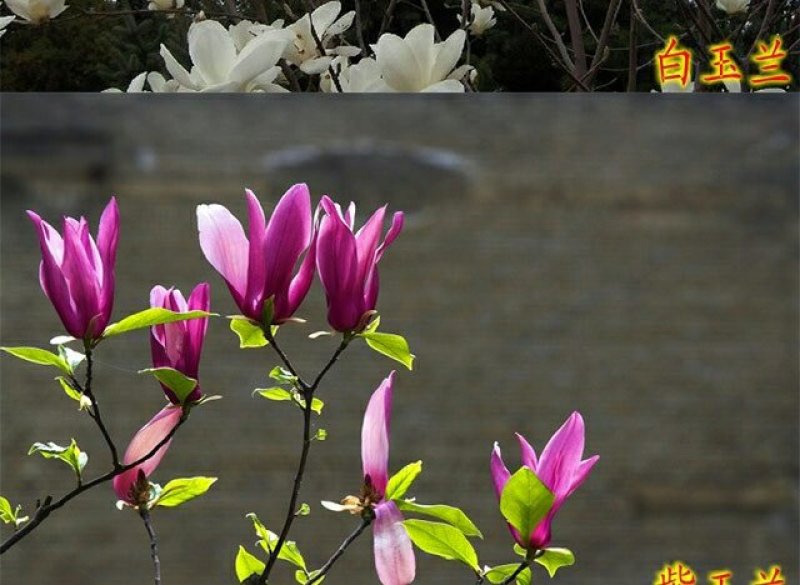 玉兰花大树苗别墅庭院绿化植物四季紫白玉兰名贵风景树浓香型