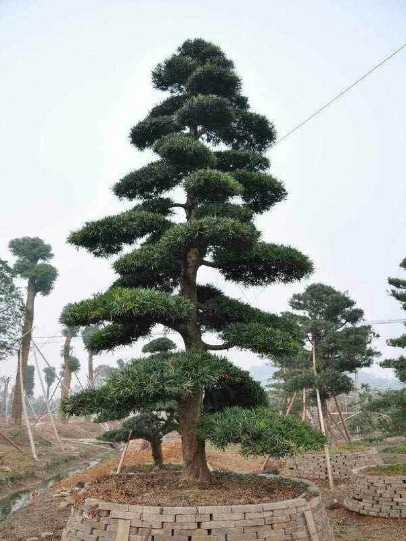 黑松种子保证出牙率货到付款，免费提供种植资料