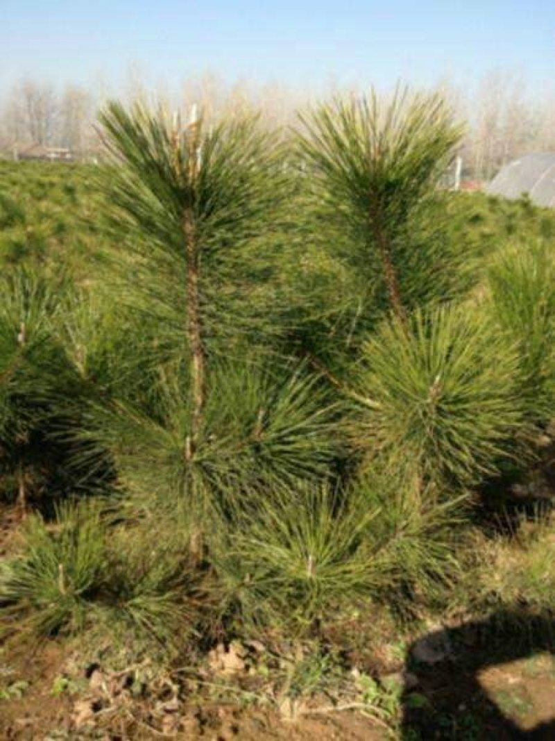 黑松种子保证出牙率货到付款，免费提供种植资料