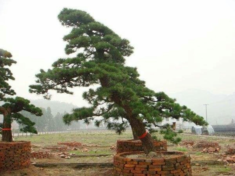 黑松种子保证出牙率货到付款，免费提供种植资料