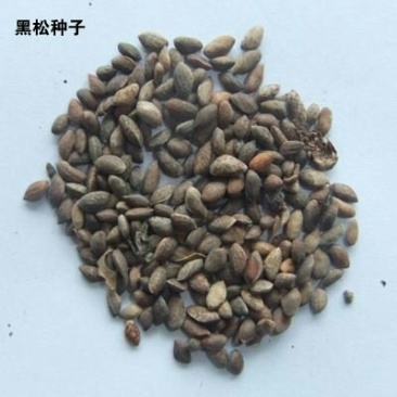 黑松种子保证出牙率货到付款，免费提供种植资料