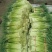 【牛商推荐】蒜苔白帽蒜薹大量上市基地直发可对接商超