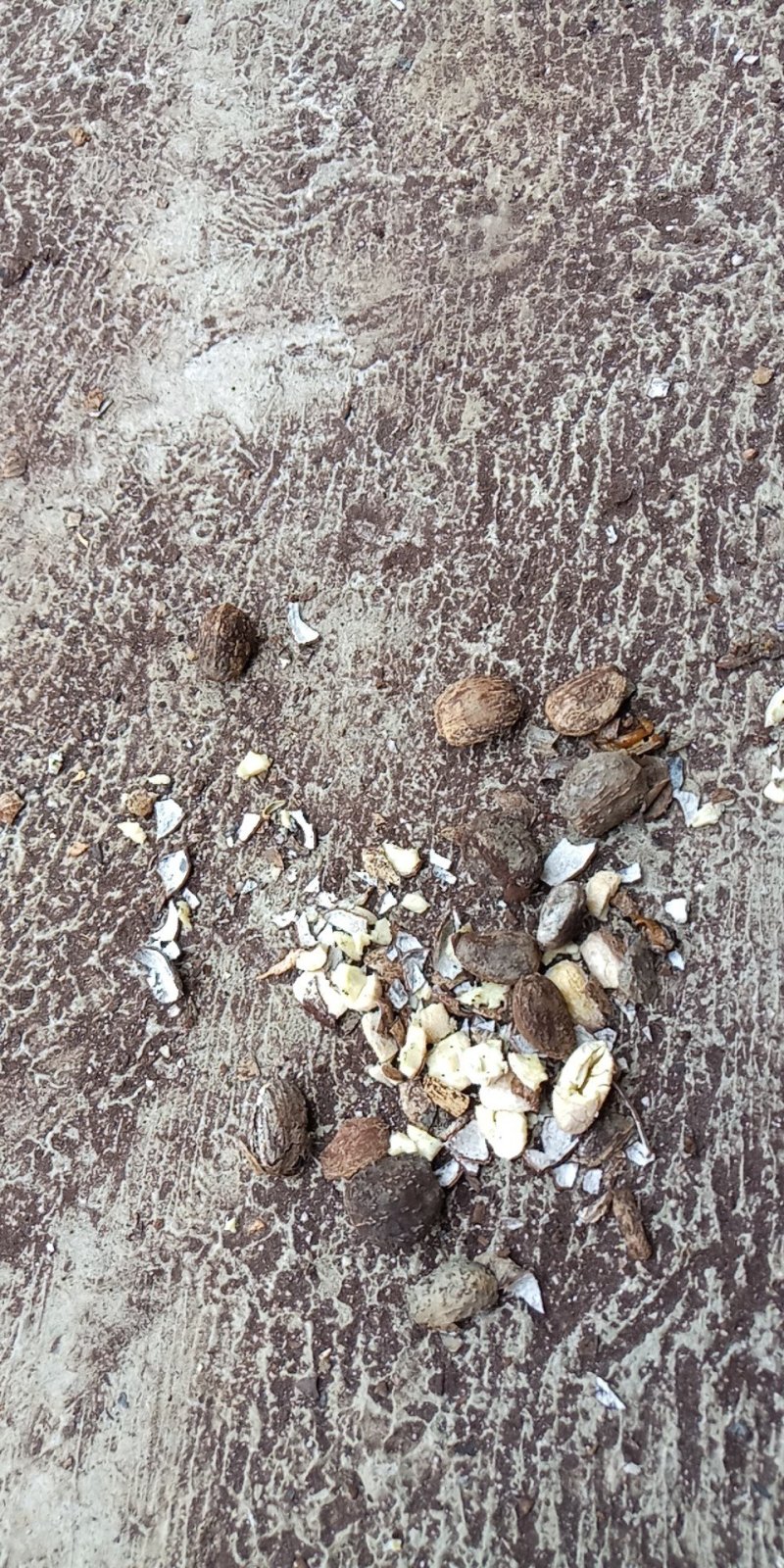 桐油籽