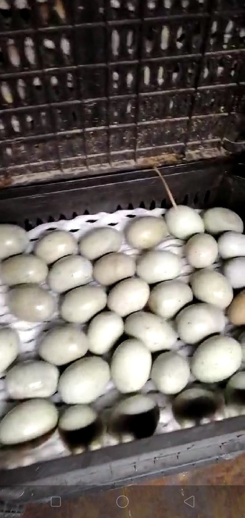 徐州特产，麻壳皮蛋，老式包泥稻壳松花蛋批发，欢迎咨询