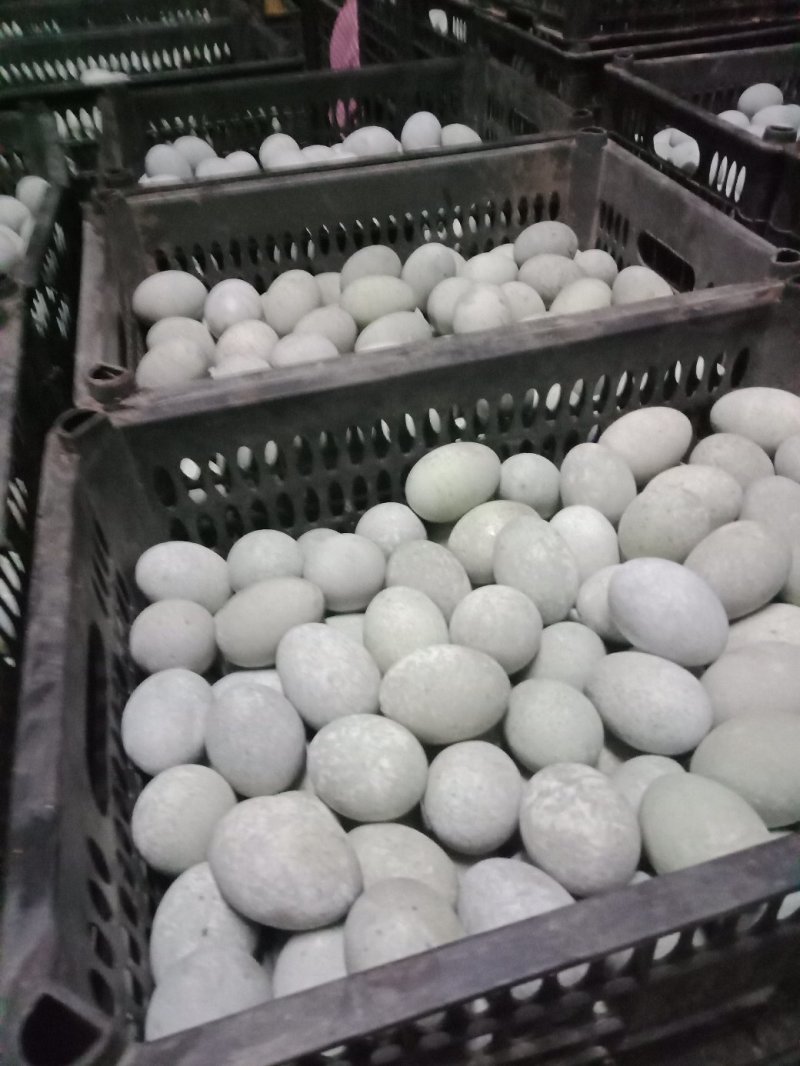 徐州特产，麻壳皮蛋，老式包泥稻壳松花蛋批发，欢迎咨询
