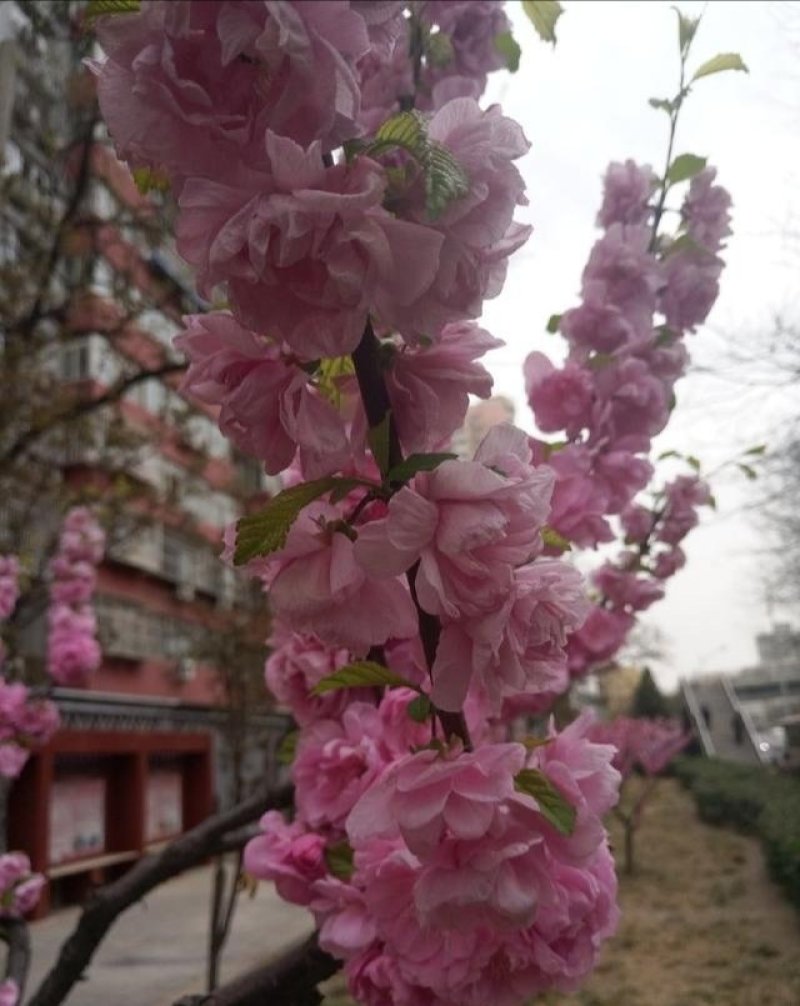 榆叶梅树苗【自己家苗圃基地】