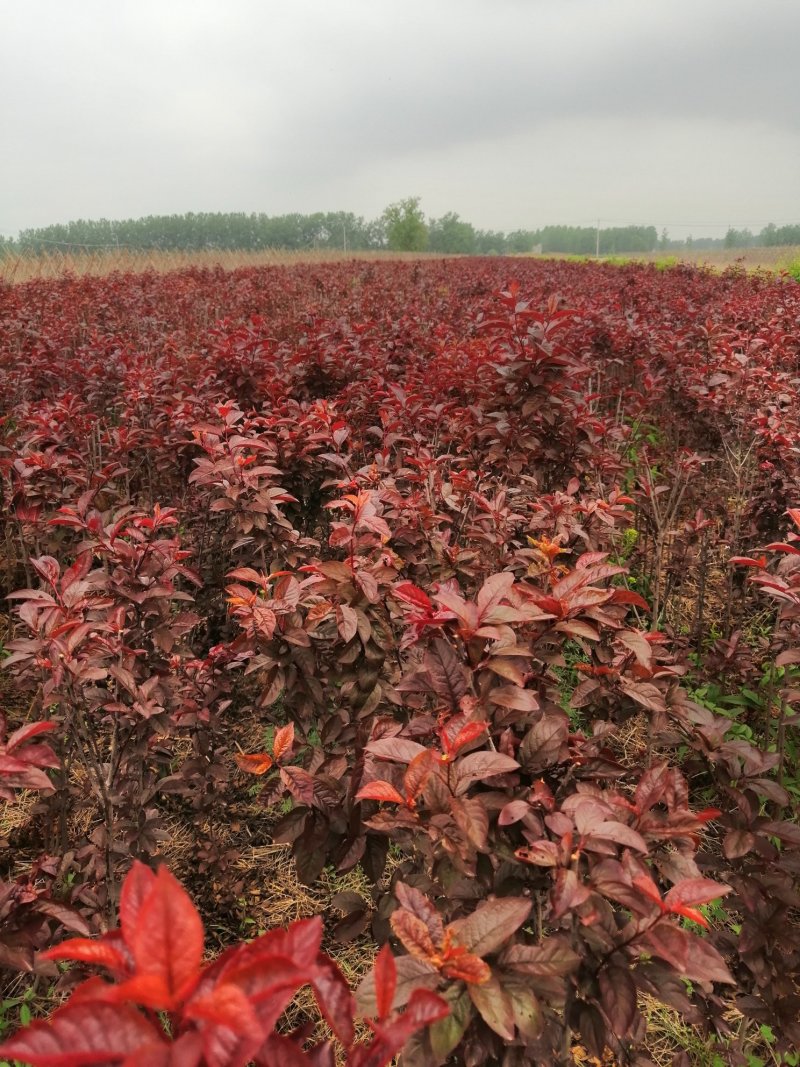 榆叶梅树苗【自己家苗圃基地】