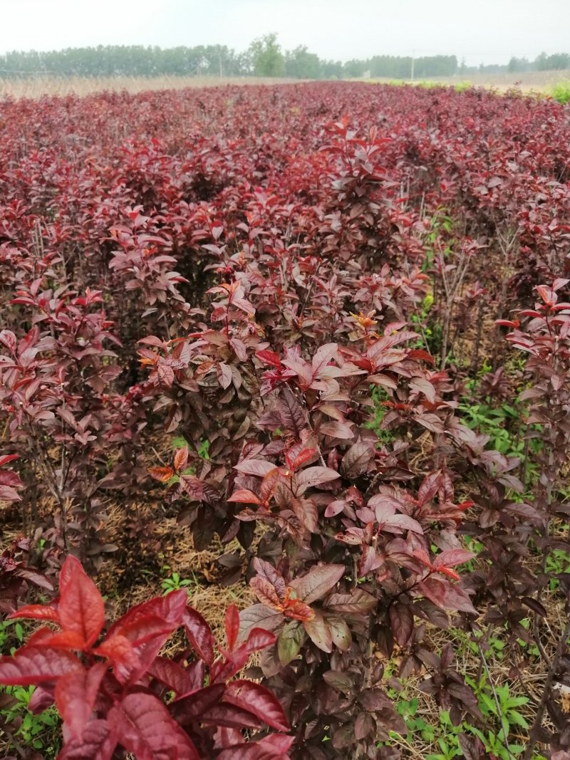 榆叶梅树苗【自己家苗圃基地】