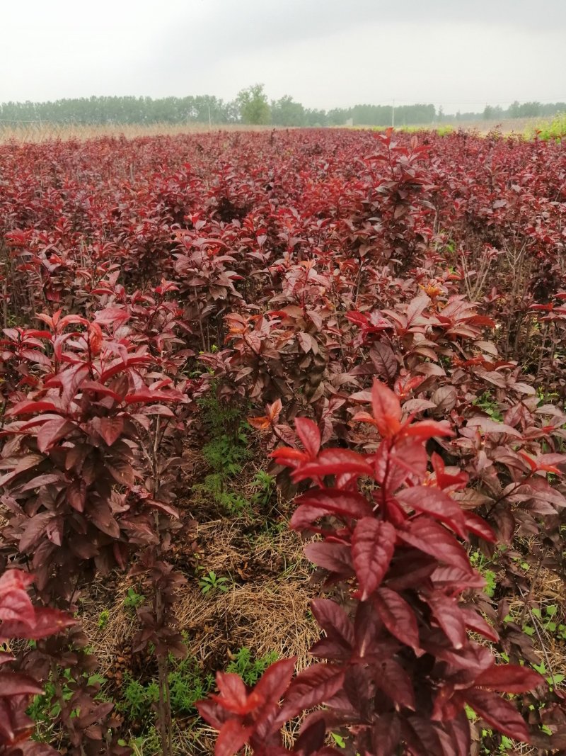 榆叶梅树苗【自己家苗圃基地】