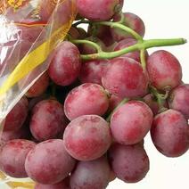 新疆红提葡萄苗，老品种耐运保证品种可签合同，