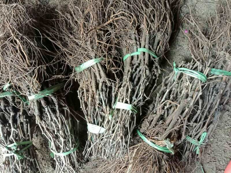 新疆红提葡萄苗，老品种耐运保证品种可签合同，