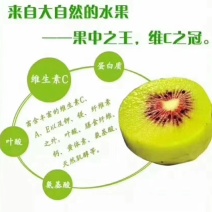都江堰红心红阳猕猴桃