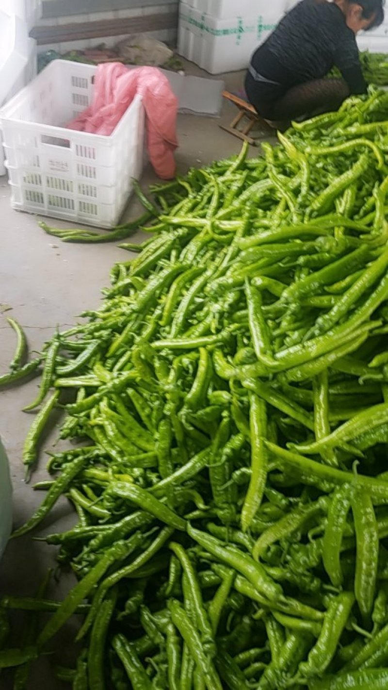 潍坊青州尖椒，青椒，鲜辣椒，辣椒