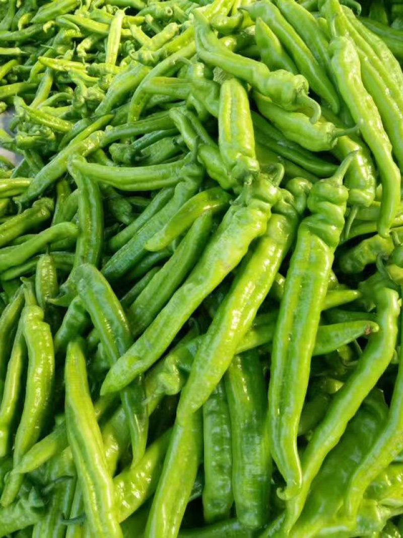 潍坊青州尖椒，青椒，鲜辣椒，辣椒