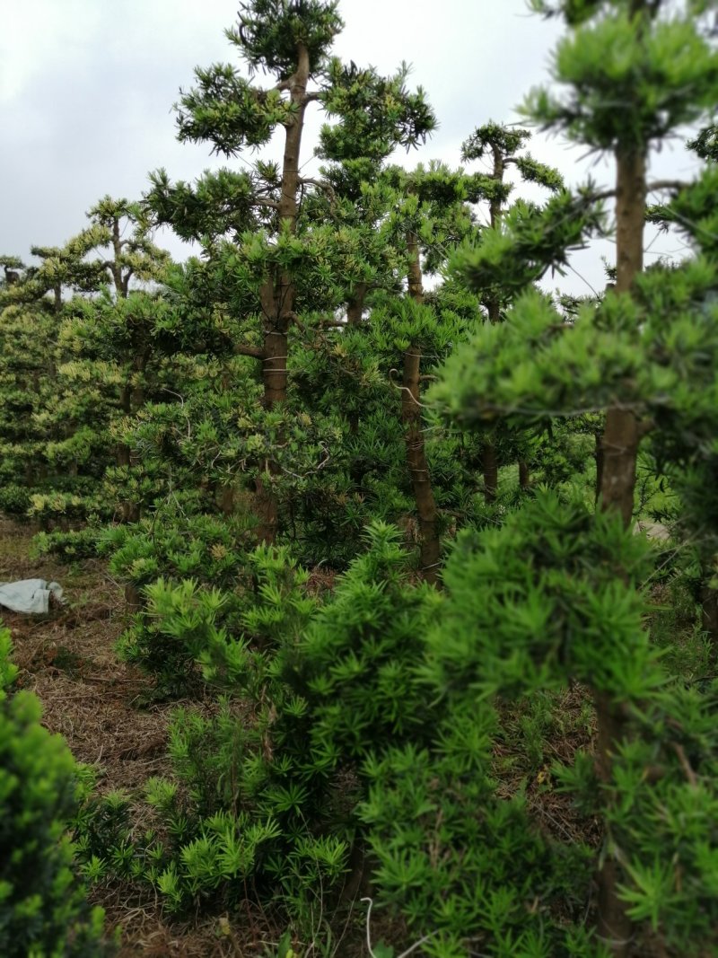 罗汉松盆景