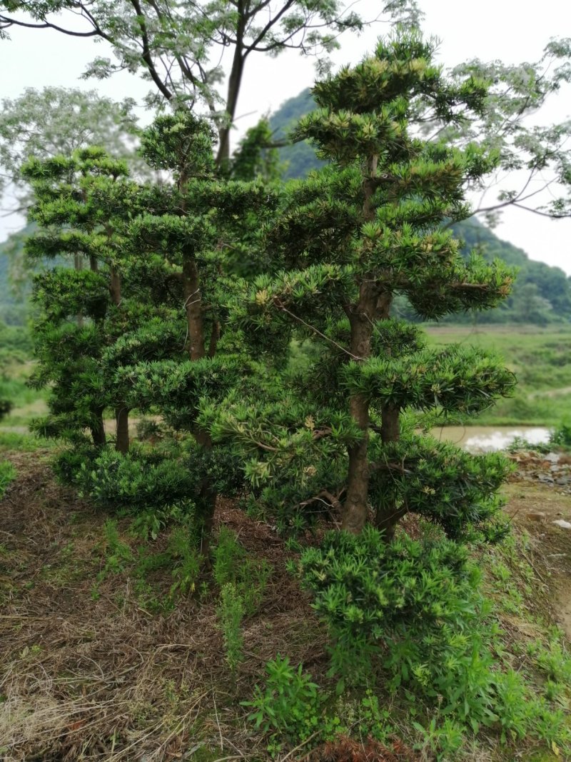 罗汉松盆景