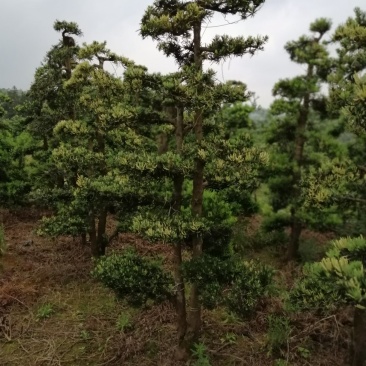 罗汉松盆景