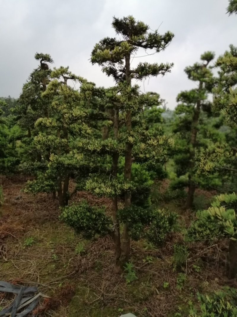 罗汉松盆景
