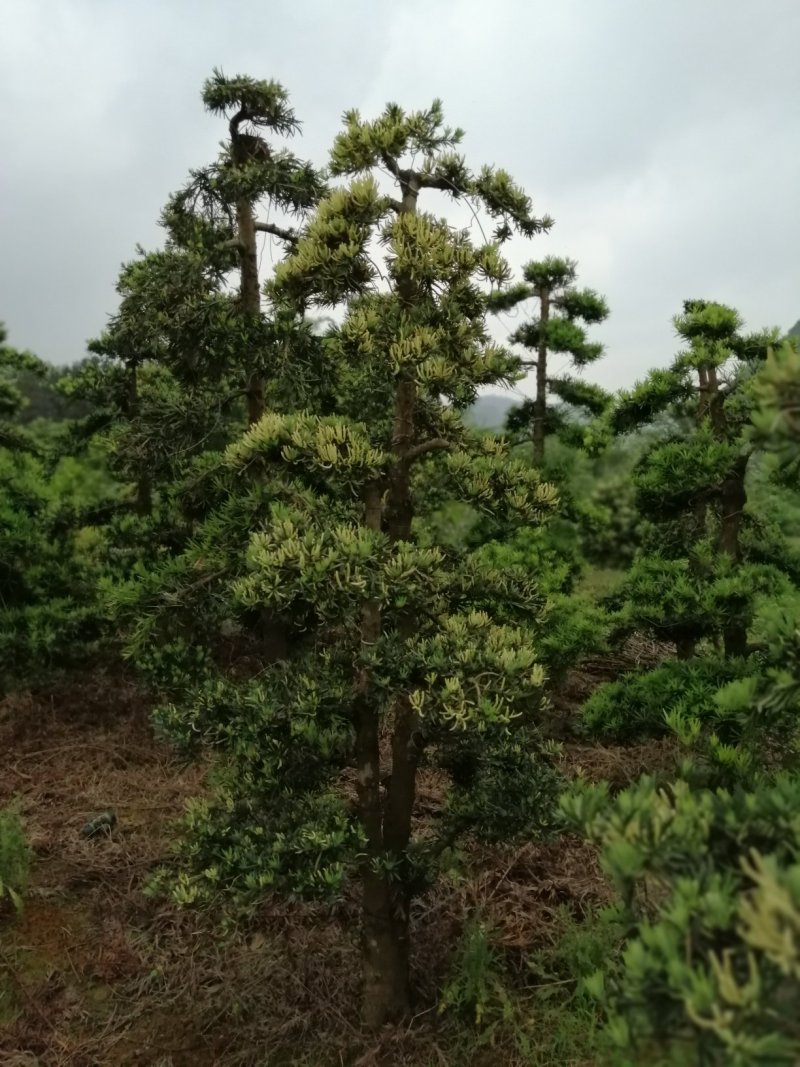 罗汉松盆景