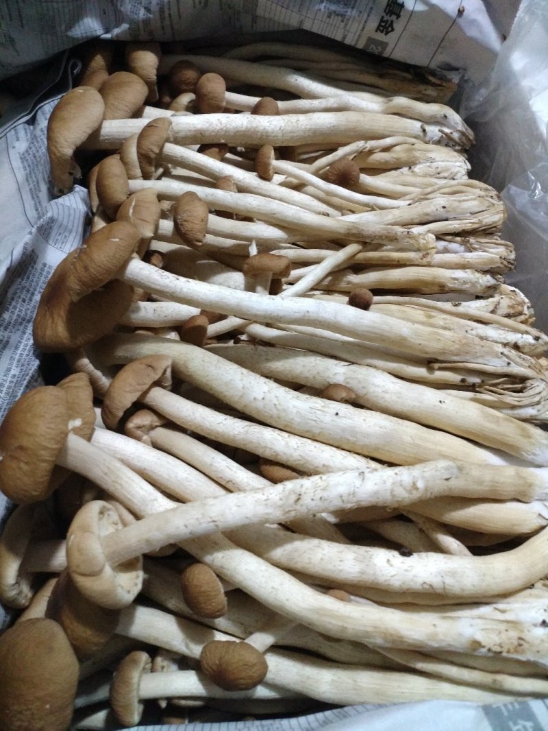 新鲜茶树菇上市