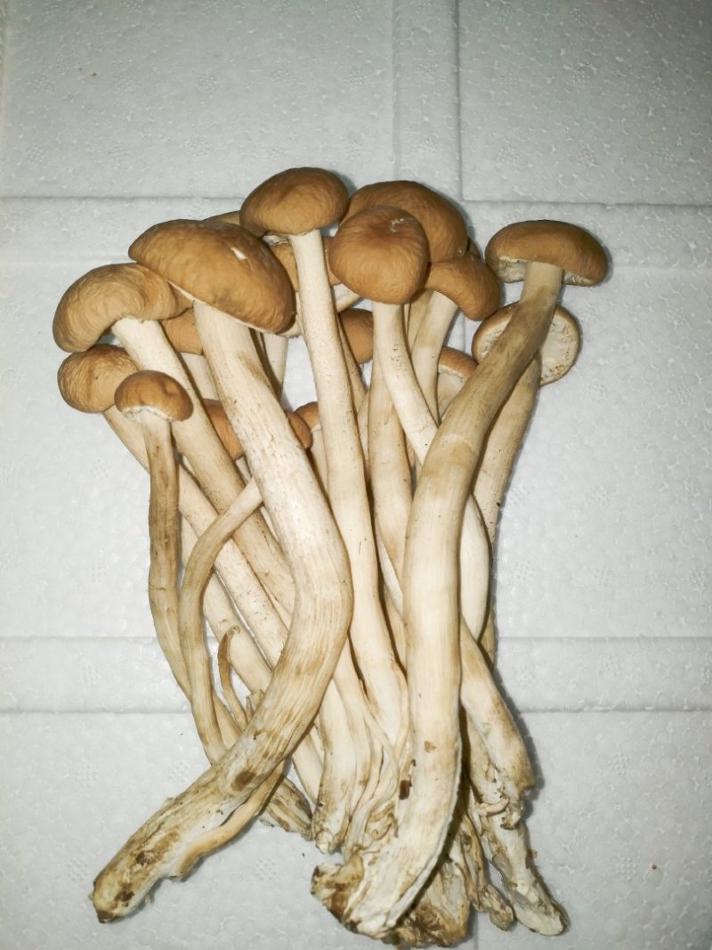 新鲜茶树菇上市
