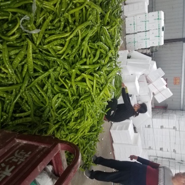 山东潍坊原产地尖椒大量上市。........