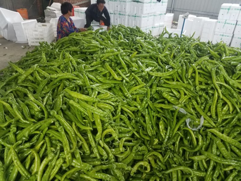 山东潍坊原产地尖椒大量上市。........