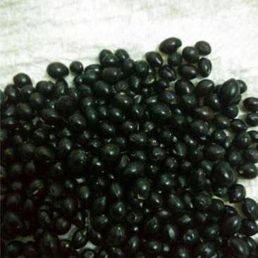 山豆根种子