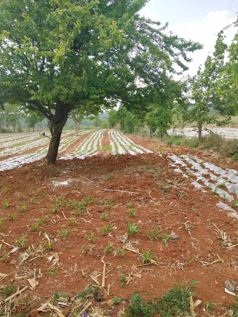 山地出租