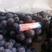 京亚葡萄，巨峰紫罗兰黑葡萄货源充足石家庄万亩葡萄产地