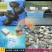 甲鱼脚子团鱼苗√优质品种甲鱼鱼苗🌟优选苗支持全国发货