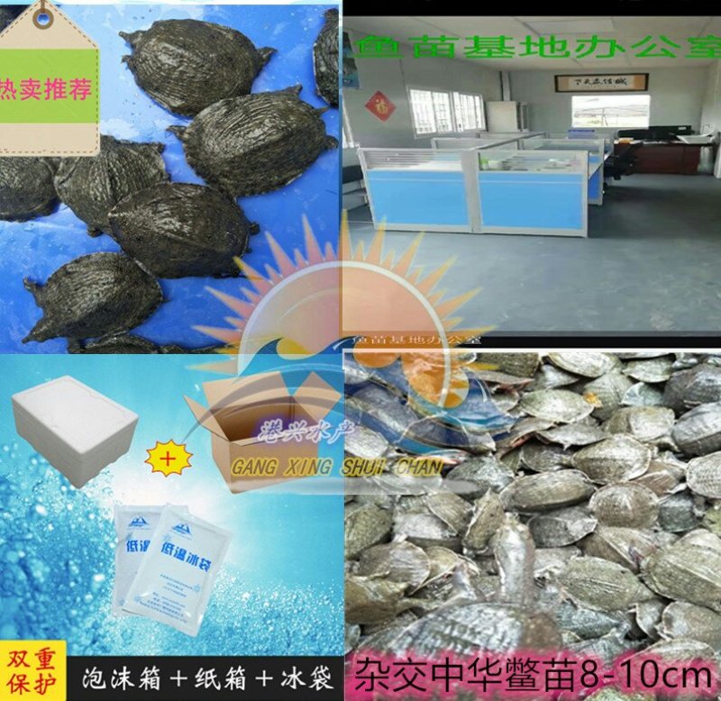 甲鱼脚子团鱼苗√优质品种甲鱼鱼苗🌟优选苗支持全国发货