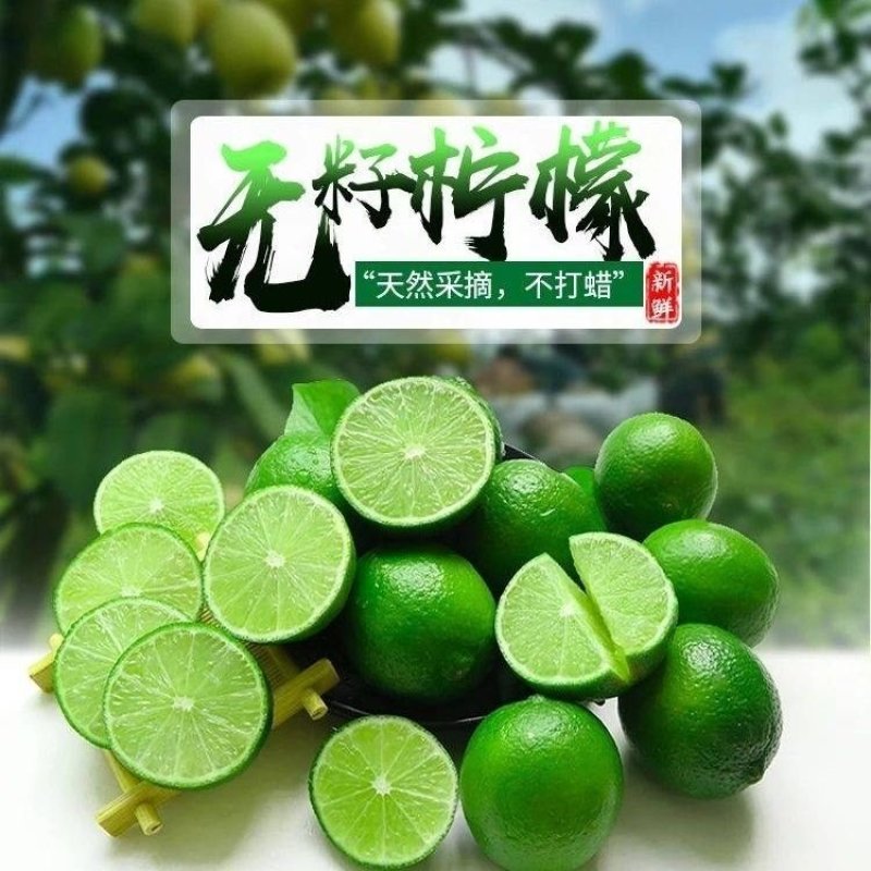 越南无籽青柠檬新鲜采摘，支持一件代发，上海送货上门