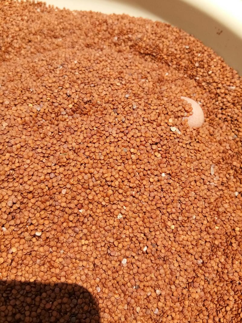 假酸浆种子解暑必备冰粉籽粒粒精选颗颗饱满欢迎选购！