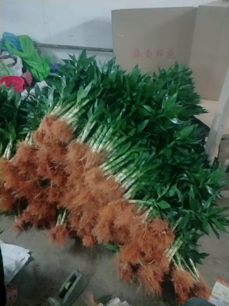 海口基地观音竹，【莲花竹】批发花瓶批发（泰博）