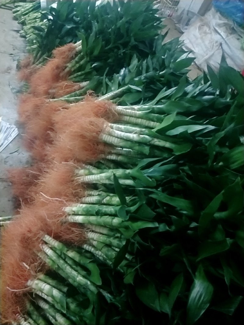 海口基地观音竹，【莲花竹】批发花瓶批发（泰博）