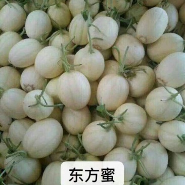 东方蜜