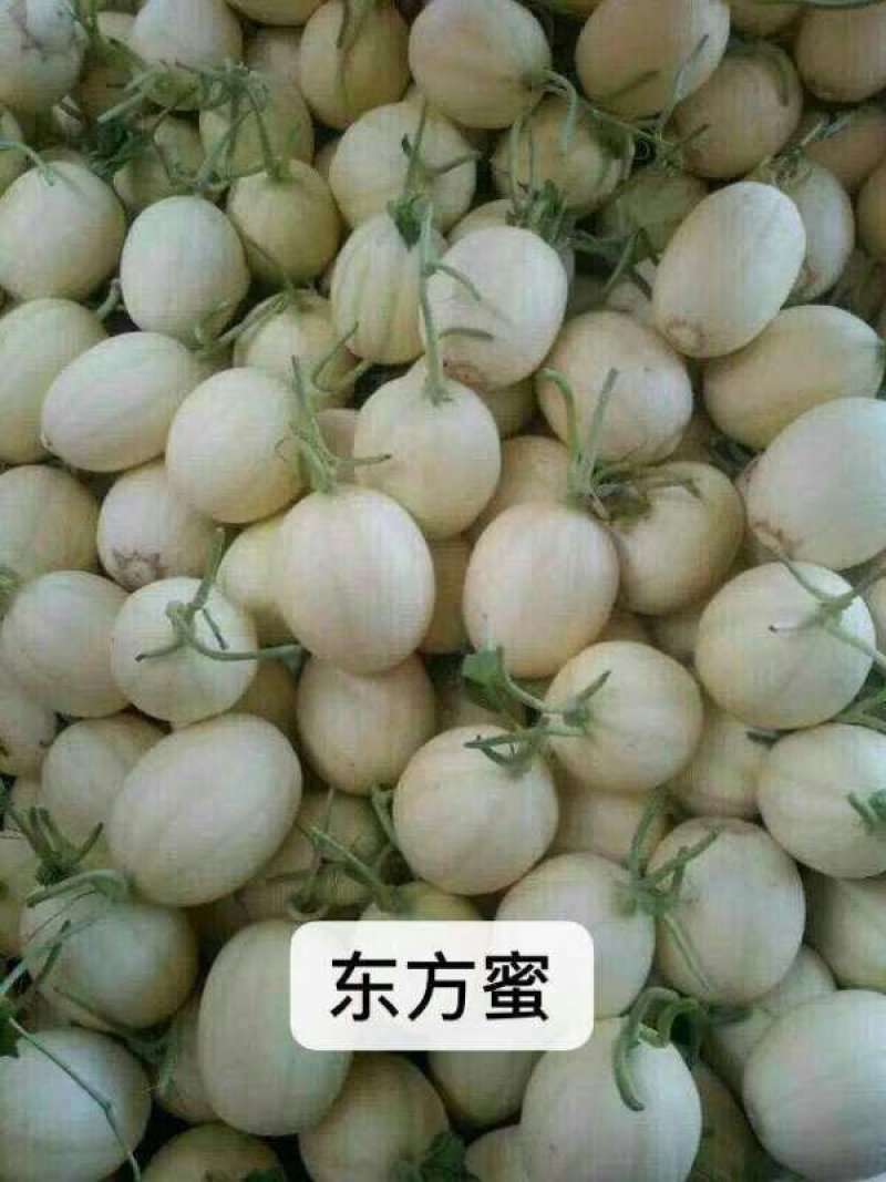 东方蜜